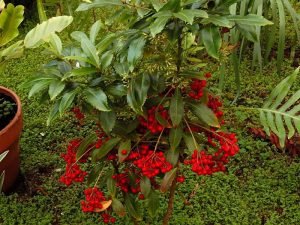 Ardisia Crenata