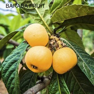Baraba Fruit