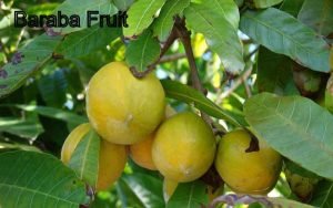 Baraba Fruit