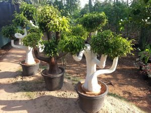 Bonsai Plant