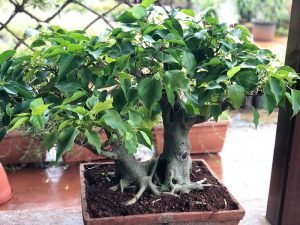 Bonsai Plants