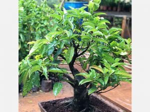 Bonsai Plants