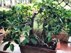 Bonsai Plants