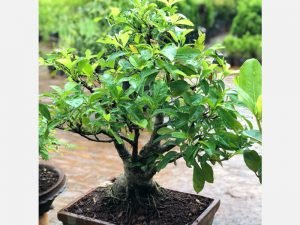 Bonsai Plants