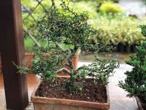 Bonsai Plants