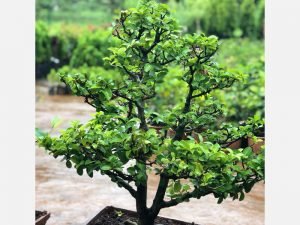 Bonsai Plants