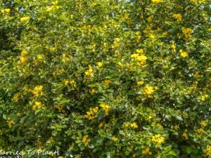 Cordia Lutea