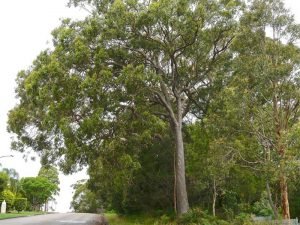 Corymbia Gummifera