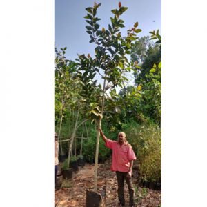 Ficus Benghalensis