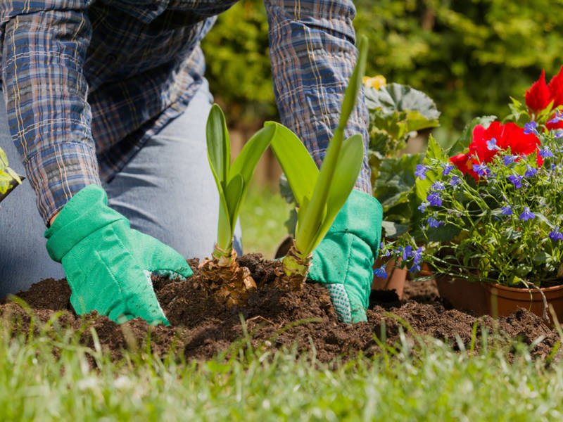 Landscaping Plants