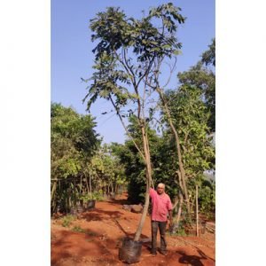 khaya Senegalensis