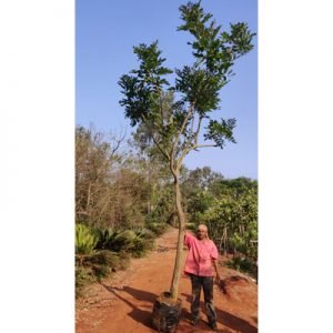 kigelia-pinnata