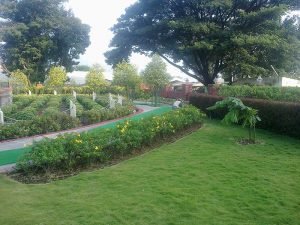 Landscaping Plants