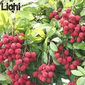 Lichi