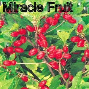 Miracle Fruit