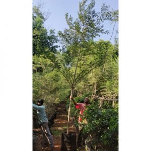 Terminalia Mentally