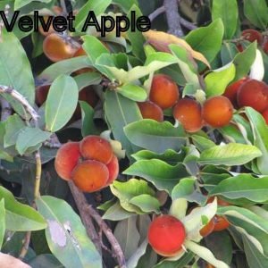 Velvet Apple