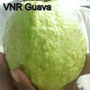 VNR Guava