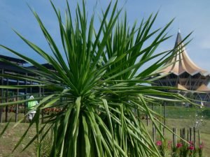 Yucca Langifolia